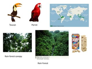 Toucan           Parrot




Rain forest canopy


                              Rain Forest
 