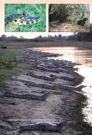 ter
Alligator lagoon where you can get as close as you want to them
Capybara family by lake
Rio For Partiers
 
