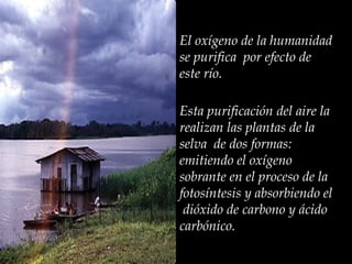 Esta purificación del aire la realizan las plantas de la selva  de dos formas: emitiendo el oxígeno sobrante en el proceso de la  fotosíntesis  y absorbiendo el  dióxido de carbono y ácido carbónico. El oxígeno de la humanidad se purifica  por efecto de este río. 