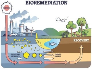 impacts of biotechnology on the environment.-PPT-2.pptx