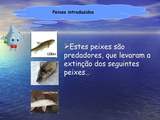 Estes peixes são predadores, que levaram a extinção dos seguintes peixes… Peixes introduzidos 