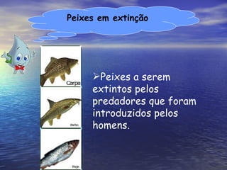 Peixes em extinção Peixes a serem extintos pelos predadores que foram introduzidos pelos homens. 