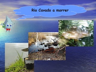 Rio Cavado a morrer 
