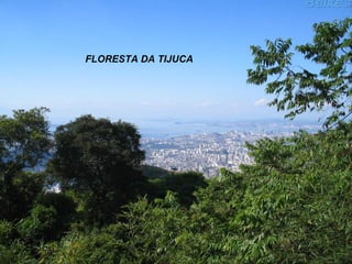 FLORESTA DA TIJUCA 
