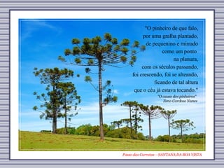 Passo das Carretas – SANTANA DA BOA VISTA "O causo dos pinheiros"  Zeno Cardoso Nunes "O pinheiro de que falo, por uma gralha plantado, de pequenino e mirrado como um ponto  na planura, com os séculos passando, foi crescendo, foi se alteando, ficando de tal altura que o céu já estava tocando." 