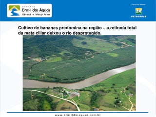 Cultivo de bananas predomina na região – a retirada total da mata ciliar deixou o rio desprotegido. 