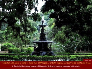 © Claudia Telles

The Botanical Garden is home to more than 6,000 species of both tropical and subtropical plants and trees.
            O Jardim Botânico possui mais de 6.000 espécies de árvores e plantas tropicais e subtropicais.
 