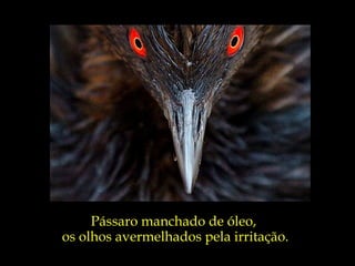 Pássaro manchado de óleo,
os olhos avermelhados pela irritação.
 
