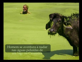 Homem se aventura a nadar
  nas águas poluídas de
  um lago na Caxemira.
 