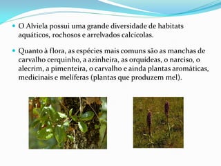  O Alviela possui uma grande diversidade de habitats
  aquáticos, rochosos e arrelvados calcícolas.

 Quanto à flora, as espécies mais comuns são as manchas de
  carvalho cerquinho, a azinheira, as orquídeas, o narciso, o
  alecrim, a pimenteira, o carvalho e ainda plantas aromáticas,
  medicinais e melíferas (plantas que produzem mel).
 