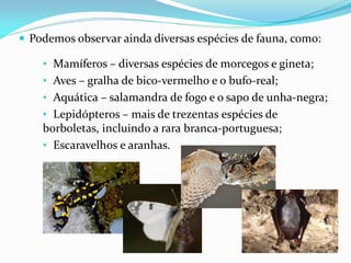  Podemos observar ainda diversas espécies de fauna, como:

    • Mamíferos – diversas espécies de morcegos e gineta;
    • Aves – gralha de bico-vermelho e o bufo-real;
    • Aquática – salamandra de fogo e o sapo de unha-negra;
    • Lepidópteros – mais de trezentas espécies de
    borboletas, incluindo a rara branca-portuguesa;
    • Escaravelhos e aranhas.
 