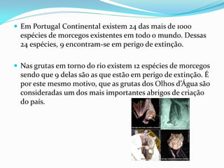  Em Portugal Continental existem 24 das mais de 1000
  espécies de morcegos existentes em todo o mundo. Dessas
  24 espécies, 9 encontram-se em perigo de extinção.

 Nas grutas em torno do rio existem 12 espécies de morcegos
  sendo que 9 delas são as que estão em perigo de extinção. É
  por este mesmo motivo, que as grutas dos Olhos d’Água são
  consideradas um dos mais importantes abrigos de criação
  do país.
 
