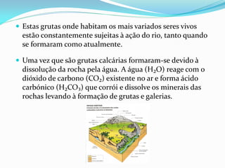  Estas grutas onde habitam os mais variados seres vivos
  estão constantemente sujeitas à ação do rio, tanto quando
  se formaram como atualmente.

 Uma vez que são grutas calcárias formaram-se devido à
  dissolução da rocha pela água. A água (H₂O) reage com o
  dióxido de carbono (CO₂) existente no ar e forma ácido
  carbónico (H₂CO₃) que corrói e dissolve os minerais das
  rochas levando à formação de grutas e galerias.
 