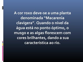 A cor roxo deve-se a uma planta
    denominada “Macarenia
 clavigera”. Quando o nível da
 água está no ponto óptimo, o
musgo e as algas florescem com
 cores brilhantes, dando a sua
      característica ao rio.
 
