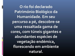 O rio foi declarado
  Património Biológico da
    Humanidade. Em seu
 percurso a pé, descobre-se
  uma ressaltada gama de
cores, com túneis gigantes e
  abundantes espécies de
    vegetação endémica,
 florescendo em ambiente
           natural.
 