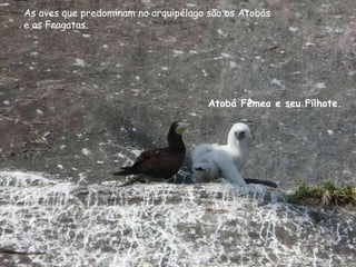 As aves que predominam no arquipélago são os Atobás  e as Fragatas. Atobá Fêmea e seu Filhote. 