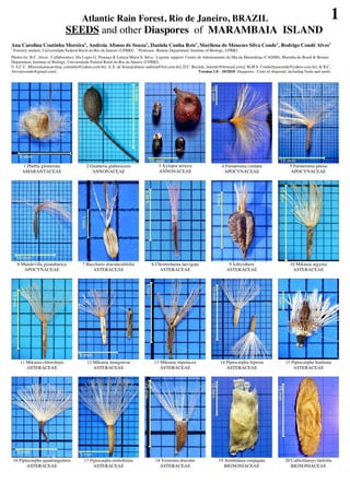 Atlantic Rain Forest, Rio de Janeiro, BRAZIL                                                                                                          1
                                  SEEDS and other Diaspores of MARAMBAIA ISLAND
Ana Carolina Coutinho Moreira1, Andreia Afonso de Souza1, Daniela Cunha Reis1, Marilena de Menezes Silva Conde2, Rodrigo Condé Alves1
1
    Forestry student, Universidade Federal Rural do Rio de Janeiro (UFRRJ). 2 Professor, Botany Department, Institute of Biology, UFRRJ.
Photos by: R.C. Alves. Collaborators: Illa Lopes G. Proença & Letícia Maria S. Silva. Logistic support: Centro de Adestramento da Ilha da Marambaia (CADIM), Marinha do Brasil & Botany
Department, Institute of Biology, Universidade Federal Rural do Rio de Janeiro (UFRRJ).
© A.C.C. Moreira[anacarolina_coutinho@yahoo.com.br], A.A. de Souza[afonso-andreia@bol.com.br], D.C. Reis[de_bonisbr@hotmail.com], M.M.S. Conde[lenaconde@yahoo.com.br], & R.C.
Alves[rconde@gmail.com].                                                                                        Version 1.0 - 10/2010 Diaspores: Units of dispersal, including fruits and seeds




         1 Pfaffia glomerata                  2 Guatteria glabrescens                    3 Xylopia sericea                    4 Forsteronia cordata                   5 Forsteronia pilosa
         AMARANTACEAE                            ANNONACEAE                              ANNONACEAE                            APOCYNACEAE                             APOCYNACEAE




      6 Mandevilla guanabarica              7 Baccharis dracunculifolia              8 Chromolaena laevigata                      9 Icthyothere                       10 Mikania argyrea
         APOCYNACEAE                             ASTERACEAE                              ASTERACEAE                              ASTERACEAE                            ASTERACEAE




       11 Mikania chlorolepis                  12 Mikania lanuginosa                  13 Mikania stipulacea                  14 Piptocarpha leprosa                15 Piptocarpha lundiana
          ASTERACEAE                              ASTERACEAE                             ASTERACEAE                             ASTERACEAE                             ASTERACEAE




    16 Piptocarpha quadrangularis            17 Piptocarpha umbellulata                18 Vernonia discolor                 19 Arrabidaea conjugata                20 Callichlamys latifolia
           ASTERACEAE                             ASTERACEAE                             ASTERACEAE                            BIGNONIACEAE                           BIGNONIACEAE
 