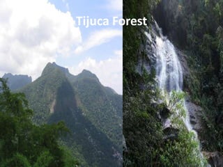 Tijuca Forest