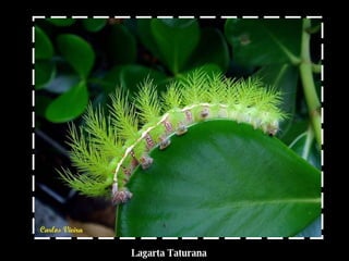 Lagarta Taturana 