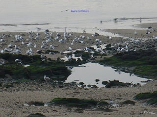 Aves no Douro
 