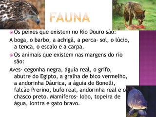  Os peixes que existem no Rio Douro são:
A boga, o barbo, a achigã, a perca- sol, o lúcio,
  a tenca, o escalo e a carpa.
 Os animais que existem nas margens do rio
  são:
Aves- cegonha negra, águia real, o grifo,
  abutre do Egipto, a gralha de bico vermelho,
  a andorinha Dáurica, a águia de Bonelli,
  falcão Prerino, bufo real, andorinha real e o
  chasco preto. Mamíferos- lobo, topeira de
  água, lontra e gato bravo.
 