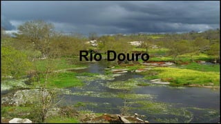 Río Douro

 