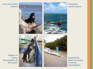 Fauna dos molhes    Pescadores
         da Barra   saindo da Barra




     Pingüins no
          Museu     Esqueleto de
Oceanográfico de    Baleia na entrada
     Rio Grande.    do Museu
                    Oceanográfico
 