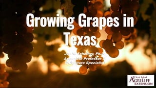 Growing Grapes in
Texas
Justin Scheiner, Ph.D.
Associate Professor &
Viticulture Specialist
 