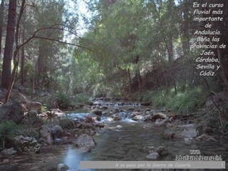 A su paso por la Sierra de Cazorla Es el curso fluvial más importante de Andalucía. Baña las provincias de Jaén, Córdoba, Sevilla y Cádiz. www. laboutiquedelpowerpoint. com 