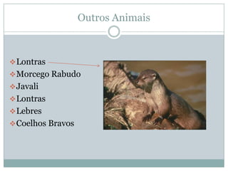 Rio Guadiana   JoãO Alex