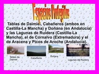Tablas de Daimiel, Cabañeros (ambos en
Castilla-La Mancha) y Doñana (en Andalucía)
y las Lagunas de Ruidera (Castilla-La
Mancha), el de Cornalvo (Extremadura) y el
de Aracena y Picos de Aroche (Andalucía).


 Tablas de               Doñana
             Cabañeros
 Daimiel                          Lagunas del Ruidera
 