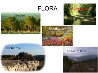 FLORA
Pinares
Alcornocales
Encinares
Quejigares
Matorral bajo
 