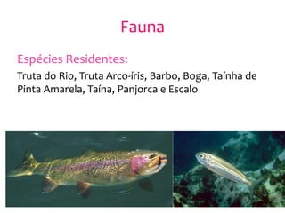 Fauna
Espécies Residentes:
Truta do Rio, Truta Arco-íris, Barbo, Boga, Taínha de
Pinta Amarela, Taína, Panjorca e Escalo
 