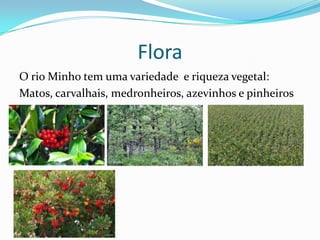 Flora
O rio Minho tem uma variedade e riqueza vegetal:
Matos, carvalhais, medronheiros, azevinhos e pinheiros
 