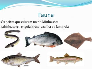 Fauna
Os peixes que existem no rio Minho são:
salmão, sável, enguia, truta, a solha e a lampreia
 