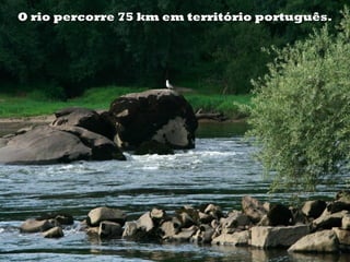 O rio percorre 75 km em território português.O rio percorre 75 km em território português.
 