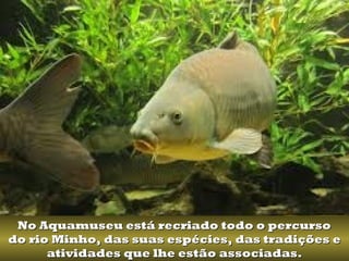 No Aquamuseu está recriado todo o percursoNo Aquamuseu está recriado todo o percurso
do rio Minho, das suas espécies, das tradições edo rio Minho, das suas espécies, das tradições e
atividades que lhe estão associadas.atividades que lhe estão associadas.
 