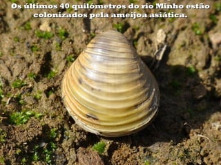 Os últimos 40 quilómetros do rio Minho estãoOs últimos 40 quilómetros do rio Minho estão
colonizados pela ameijoa asiática.colonizados pela ameijoa asiática.
 