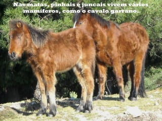 Nas matas, pinhais e juncais vivem vários
mamíferos, como o cavalo garrano.
 