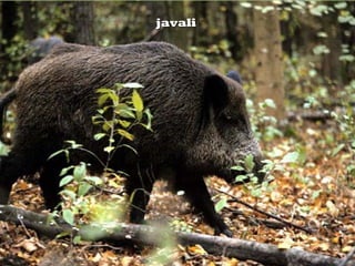 javalijavali
 