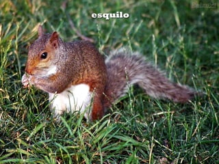 esquiloesquilo
 