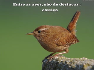 carriçacarriça
Entre as aves, são de destacar :Entre as aves, são de destacar :
 