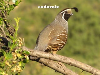 codornizcodorniz
 