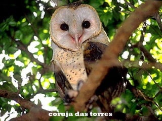 coruja das torres
 