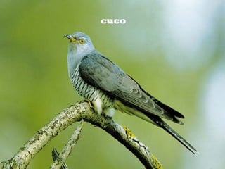 cuco
 