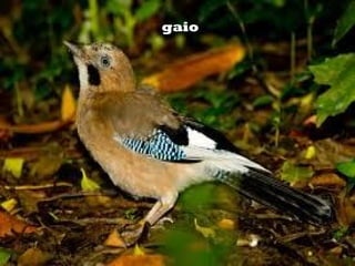 gaiogaio
 