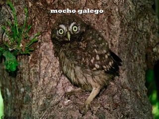 mocho galegomocho galego
 