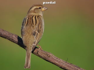 pardalpardal
 