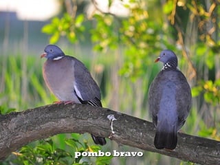 pombo bravopombo bravo
 