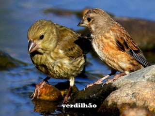 verdilhãoverdilhão
 